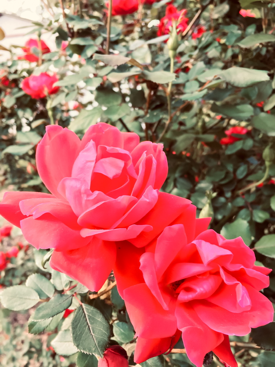 BBA90729-3EAA-486A-9BBB-01822D391E3E.jpeg