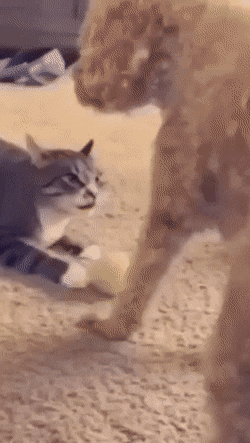BC54069F-55AB-4BC9-A4F8-63E3303D7FCE.gif