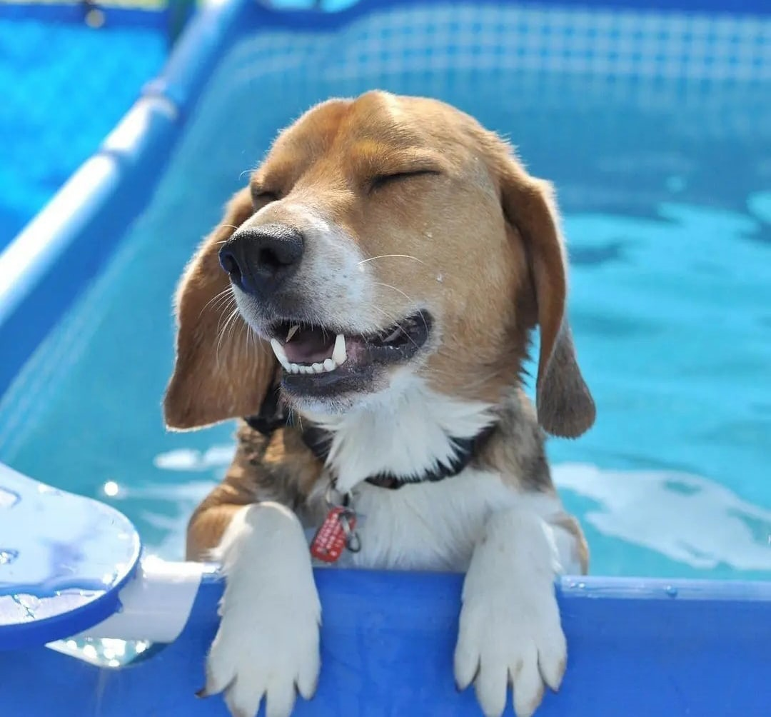 beagle.png