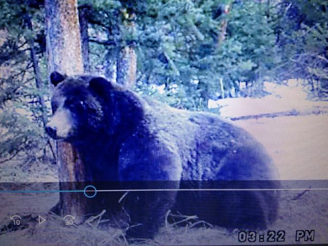 Bear 16.jpg