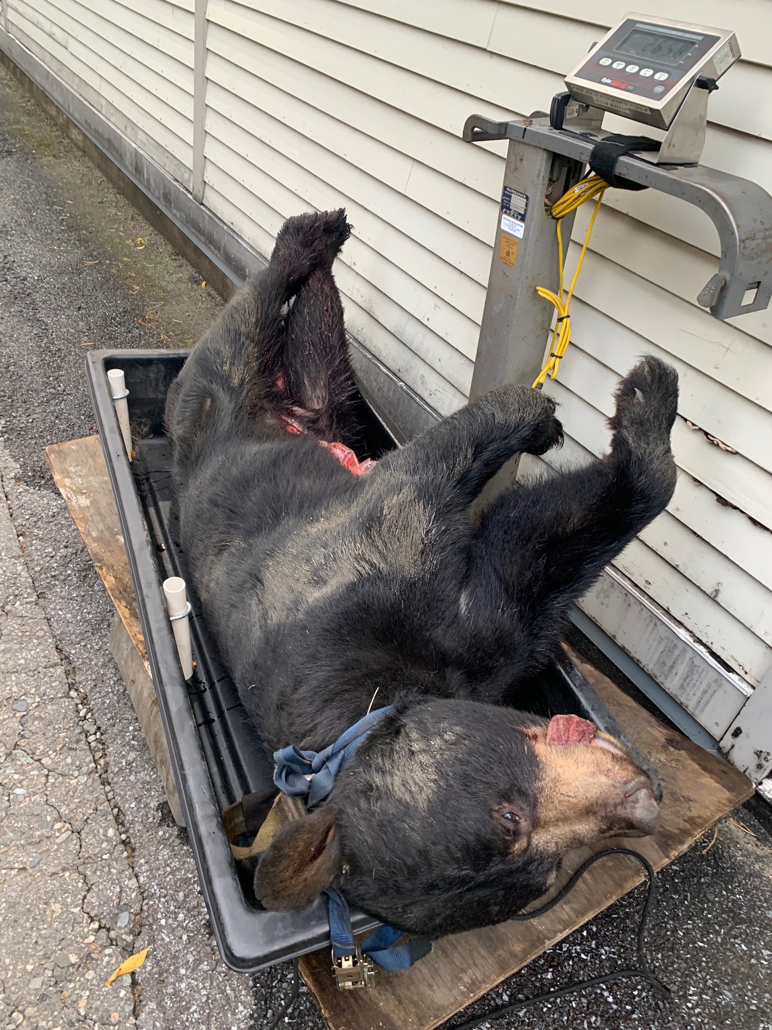 bear 9b.jpg