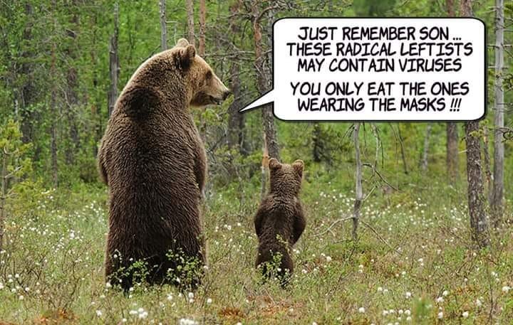 bear.jpg