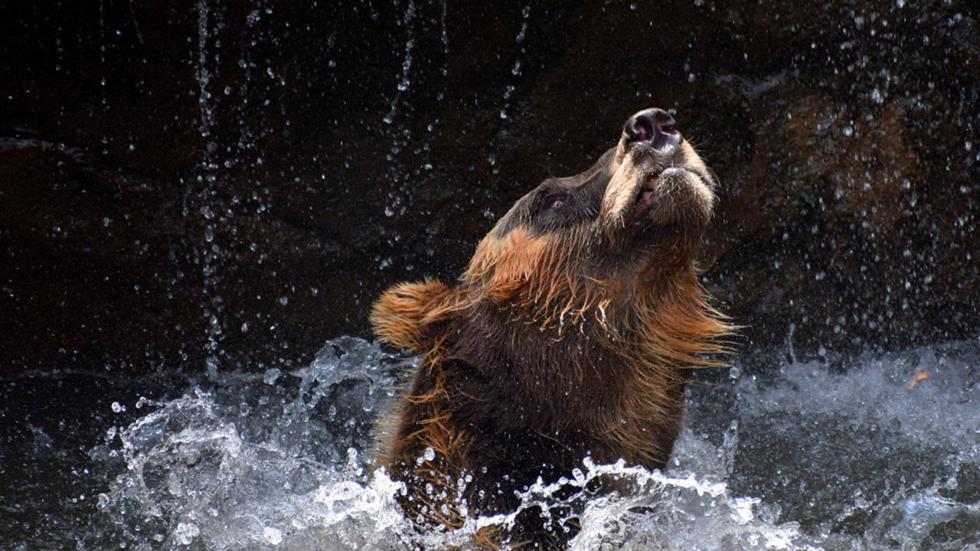 bear.png