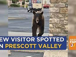 bear safeway2.jpg