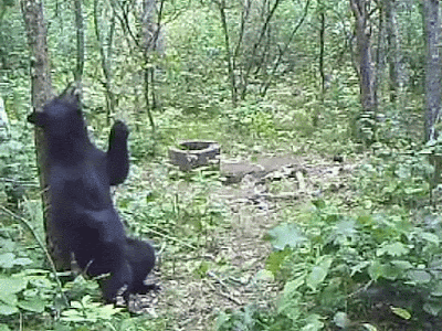 bear scratch.gif