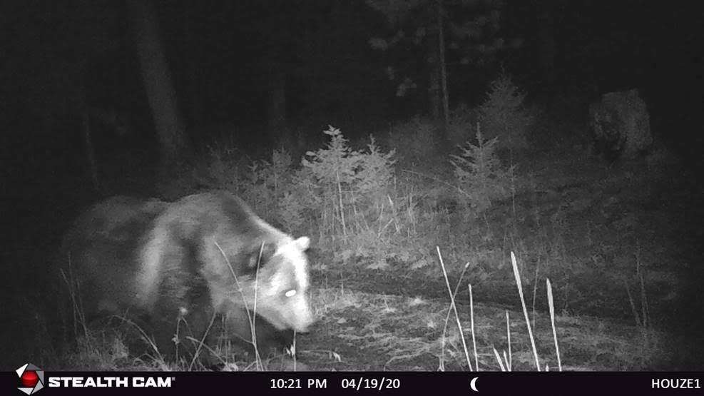 bearb.jpg