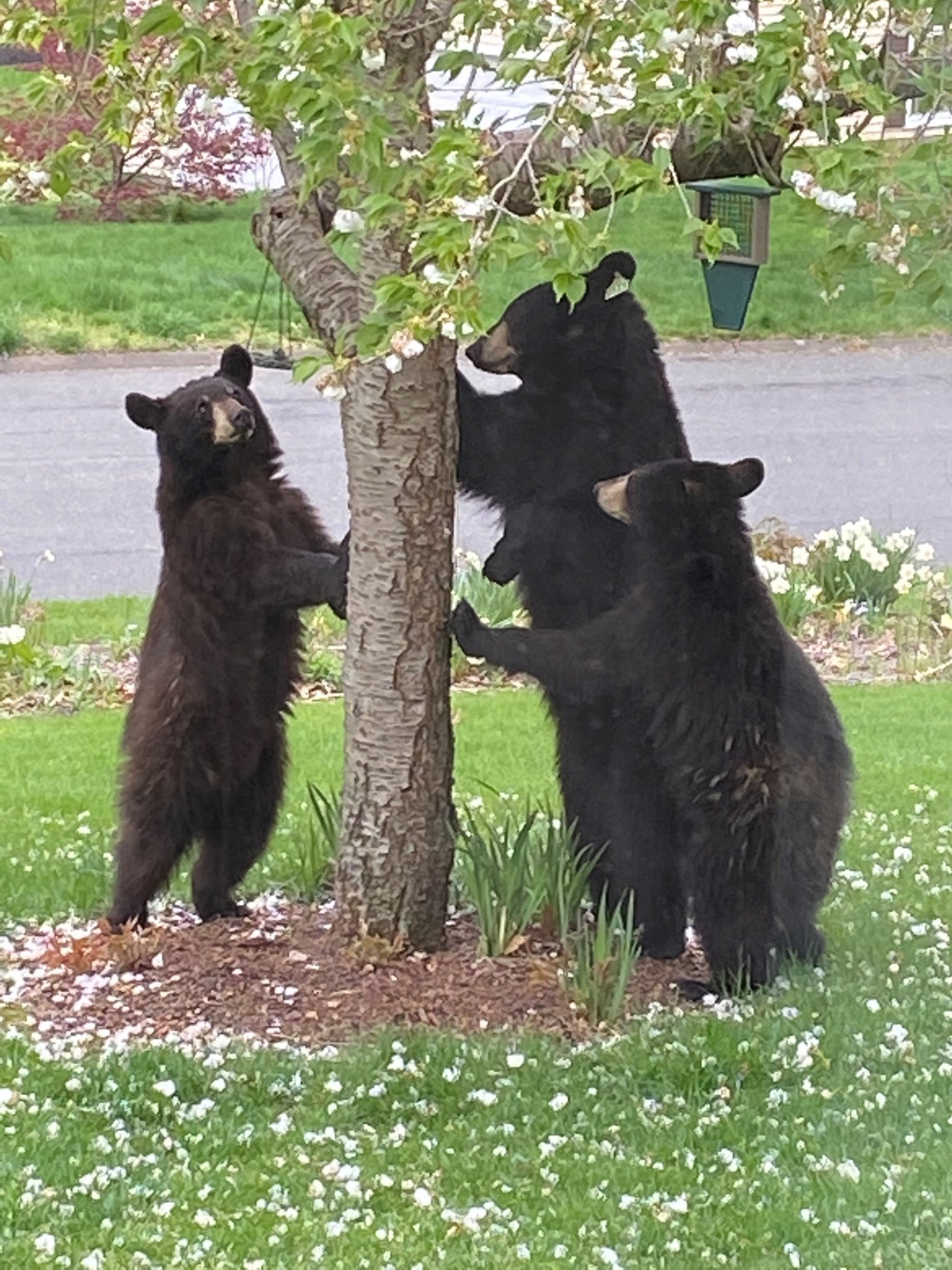 bears.jpg