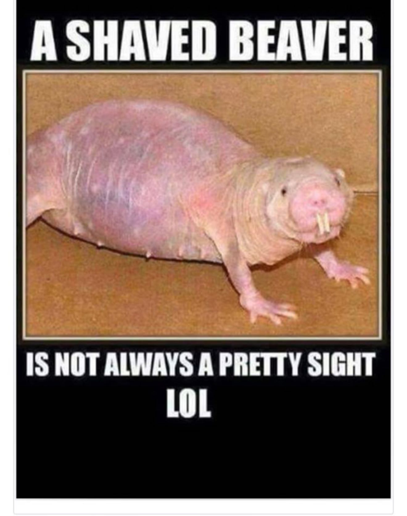 beaver.jpg