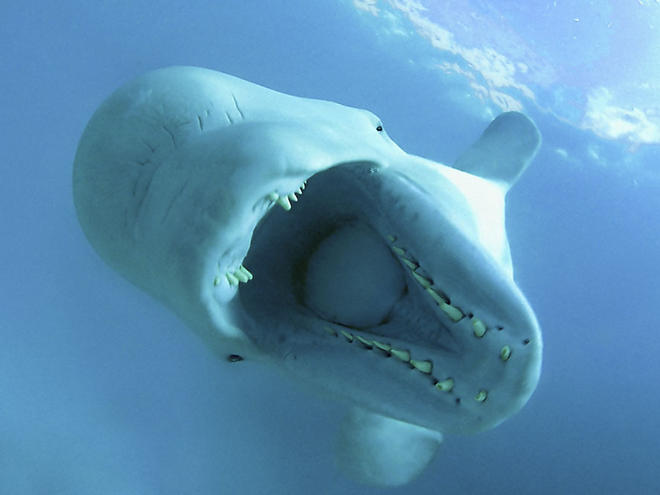 beluga_224991.jpg