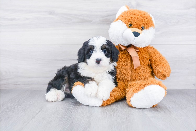 Bernedoodle.jpg
