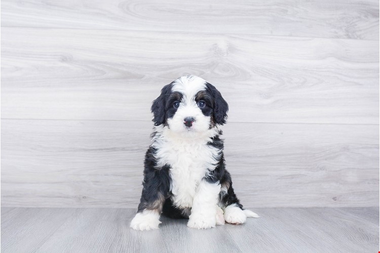 bernedoodle2.jpg
