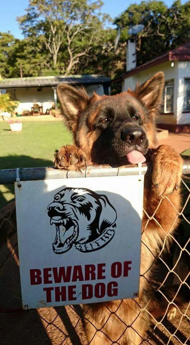 beware dog.jpeg