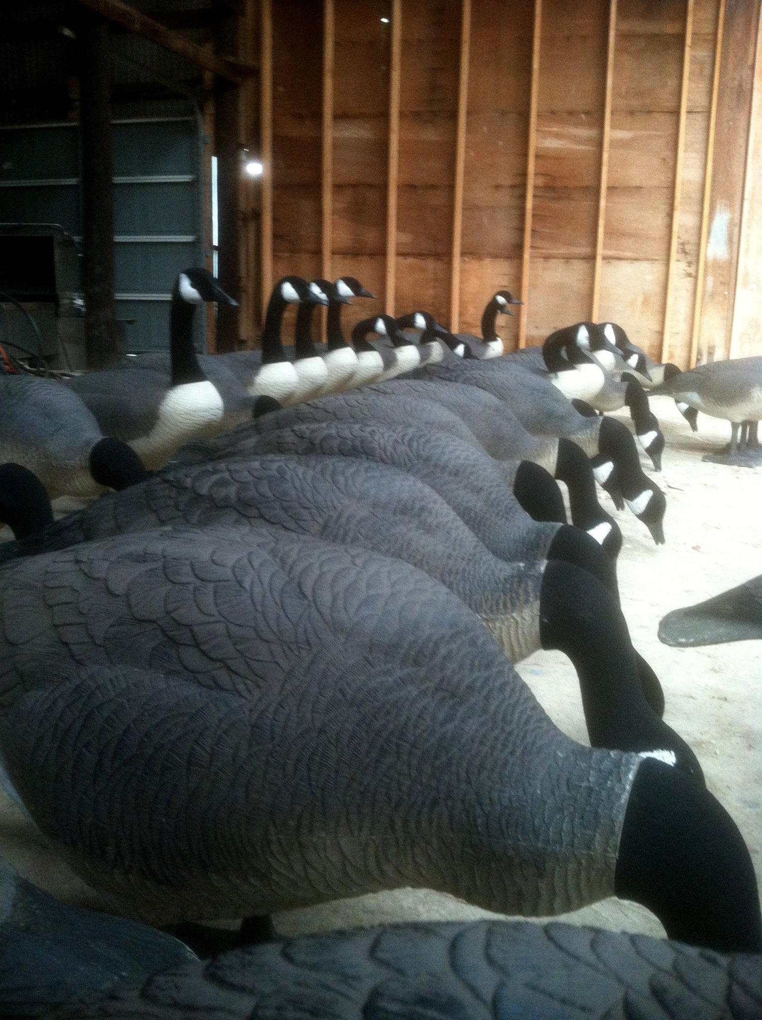 Big Feet after Flocking 2014.JPG