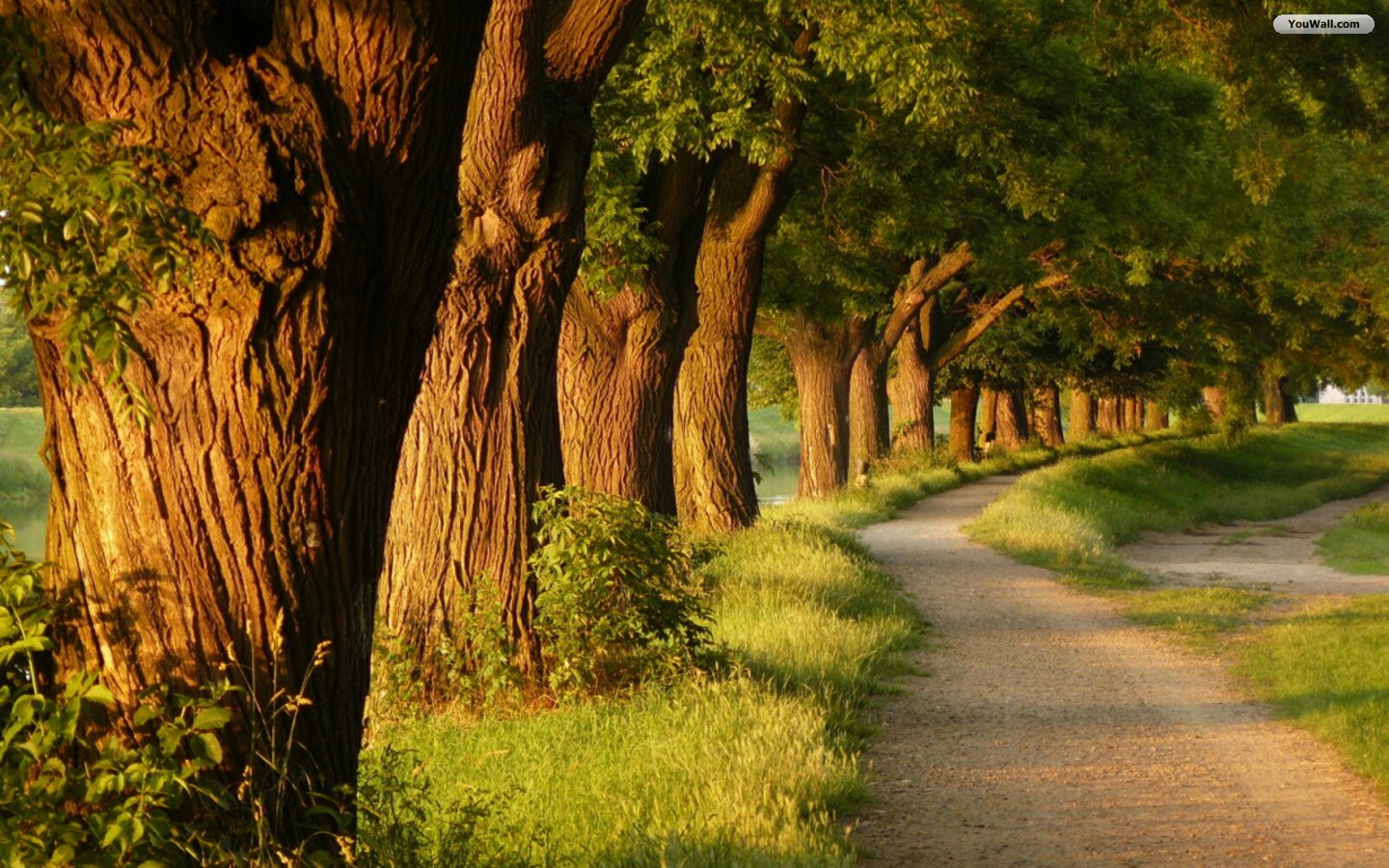 big_trees_path_wallpaper_ec858.jpeg