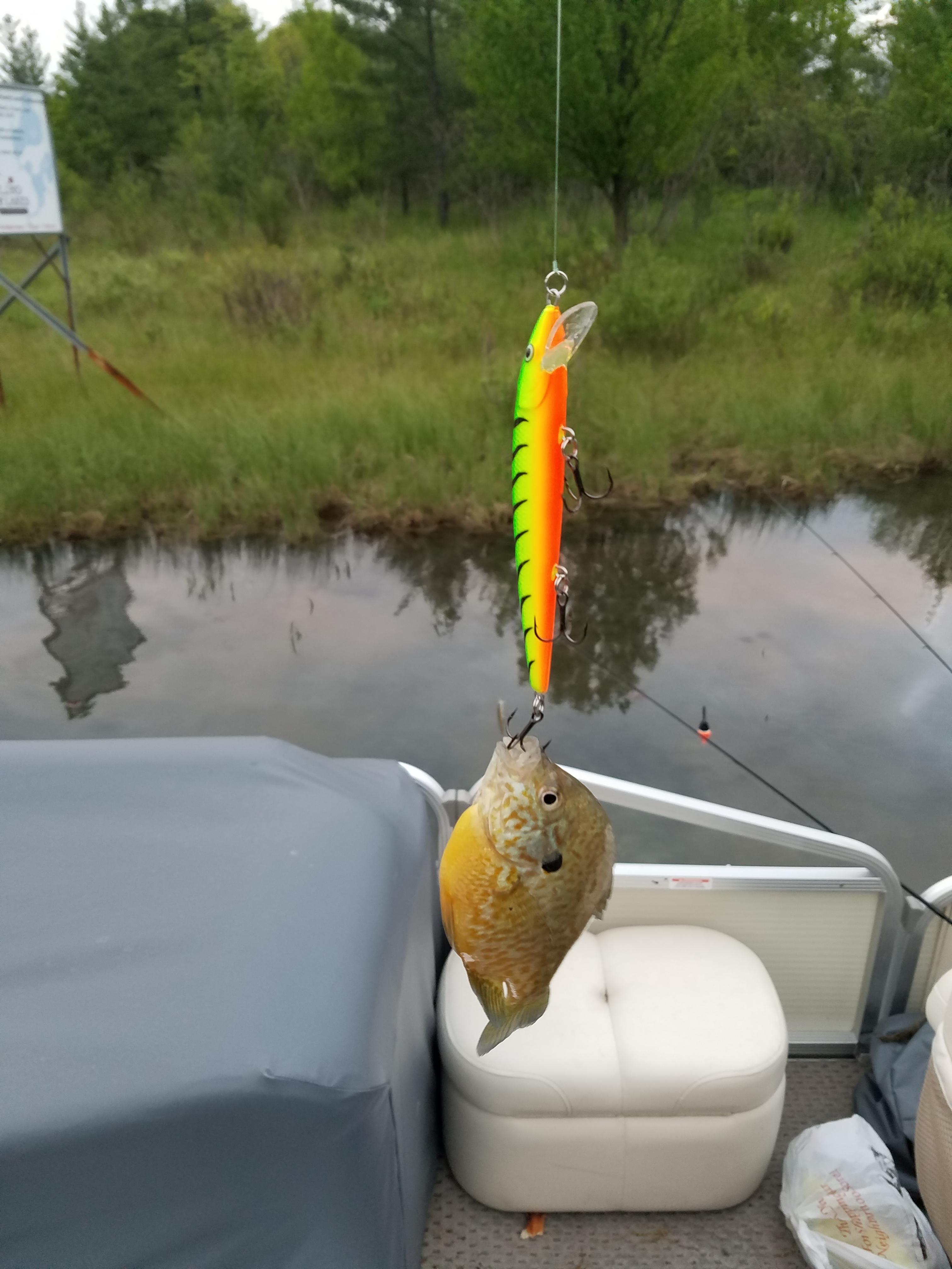bigfish.jpg