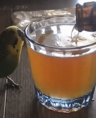 bird.gif