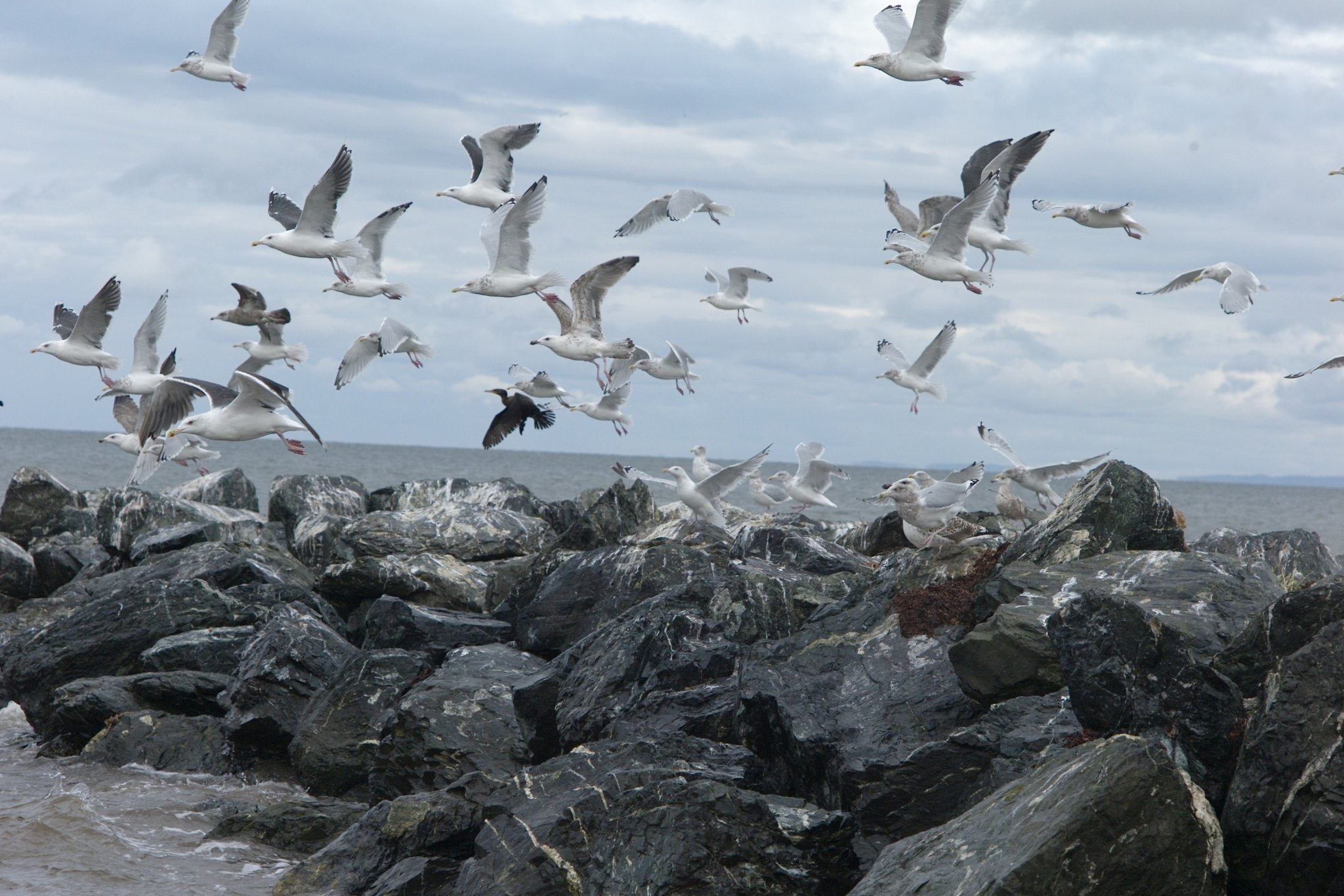 birds.jpg