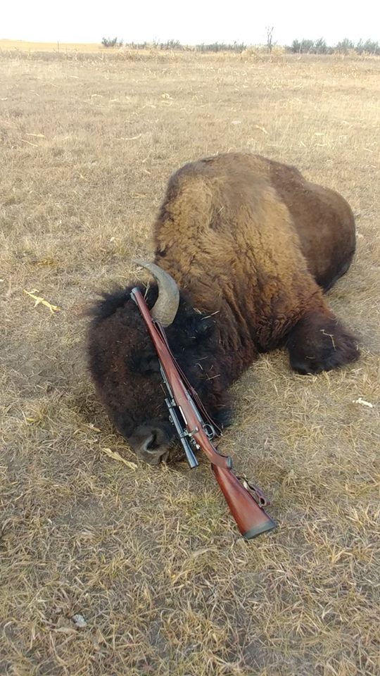 bison mauser 416.jpg