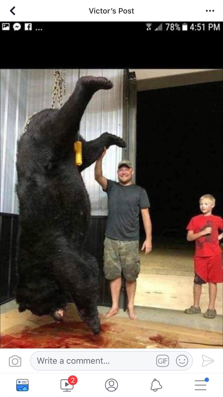 black bear.jpg