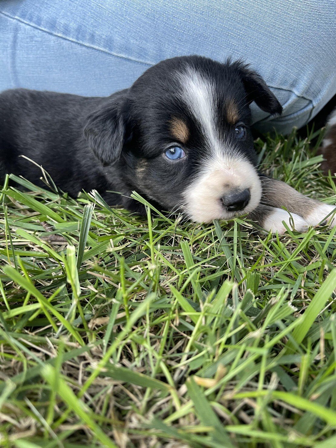 blue eyed pup.jpeg