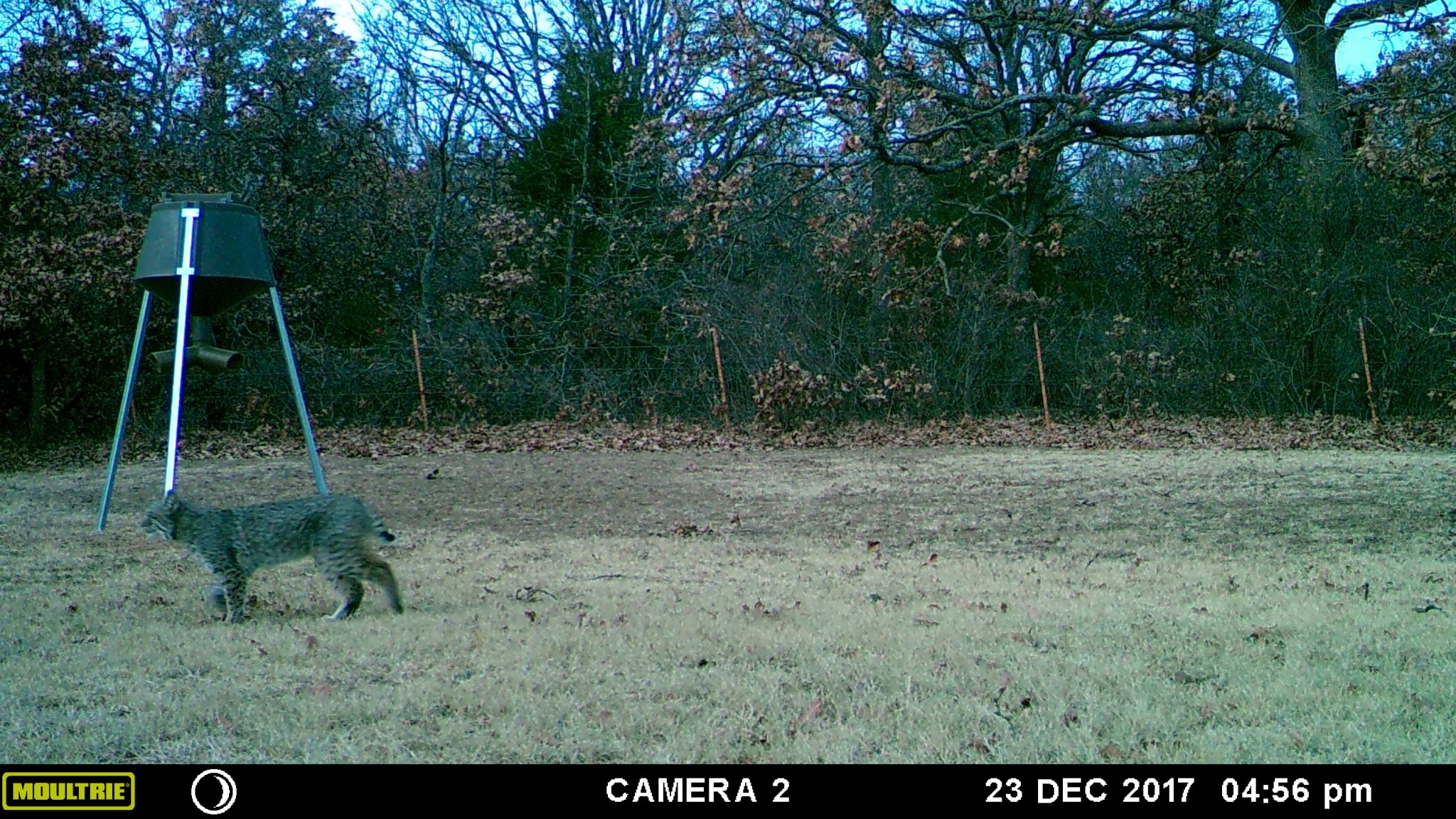 bobcat2.JPG