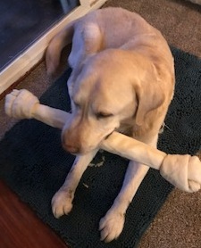 bone2.jpeg