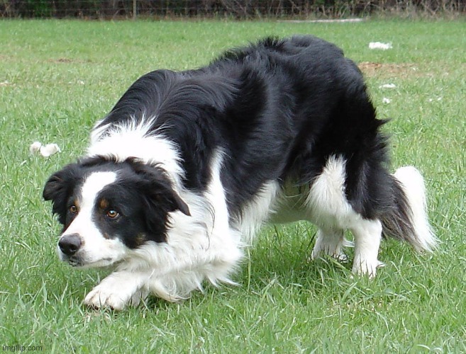 border collie.jpeg