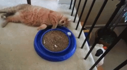 Bored cat.gif