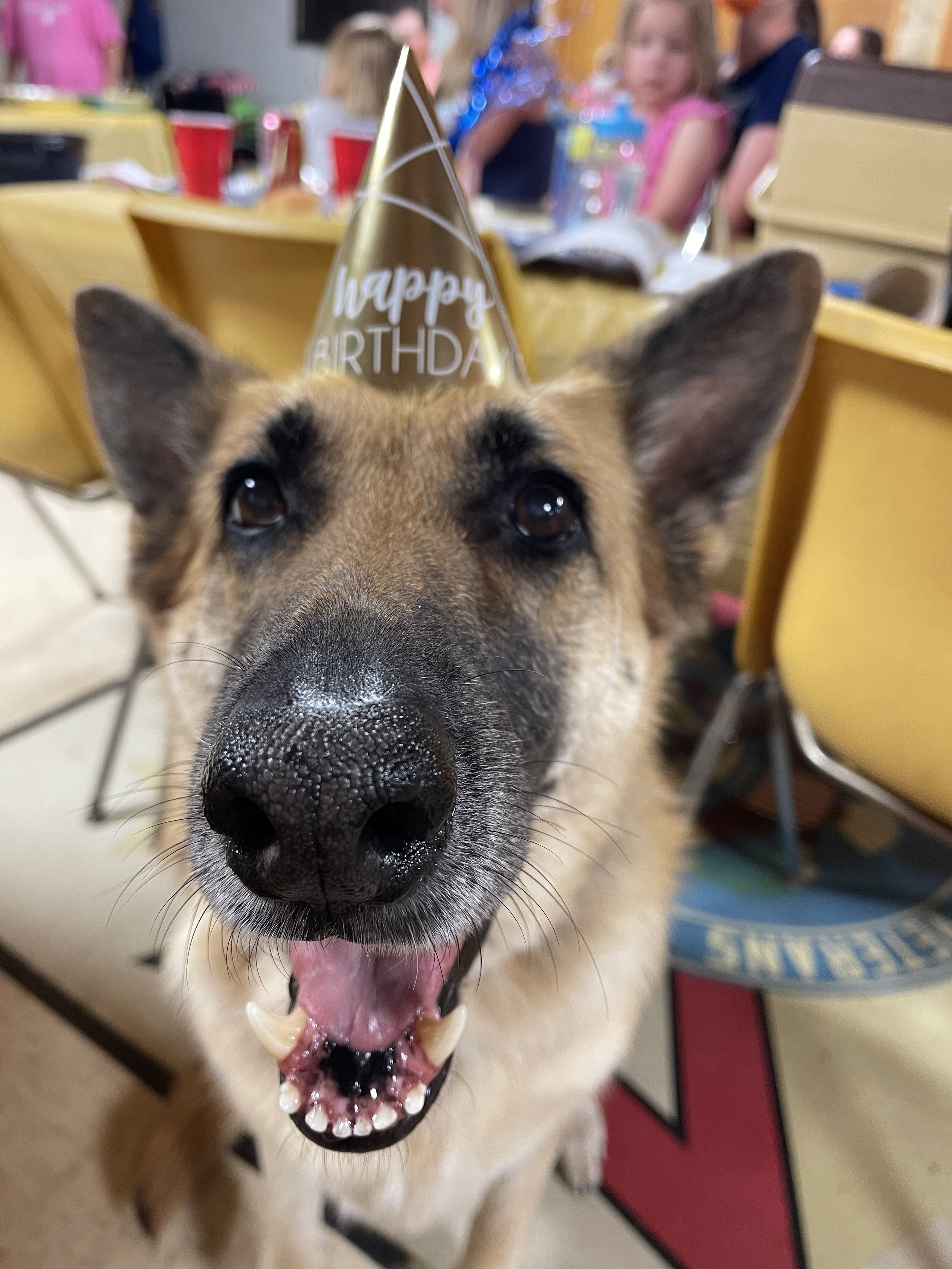 Brandy in Birthday hat.JPG