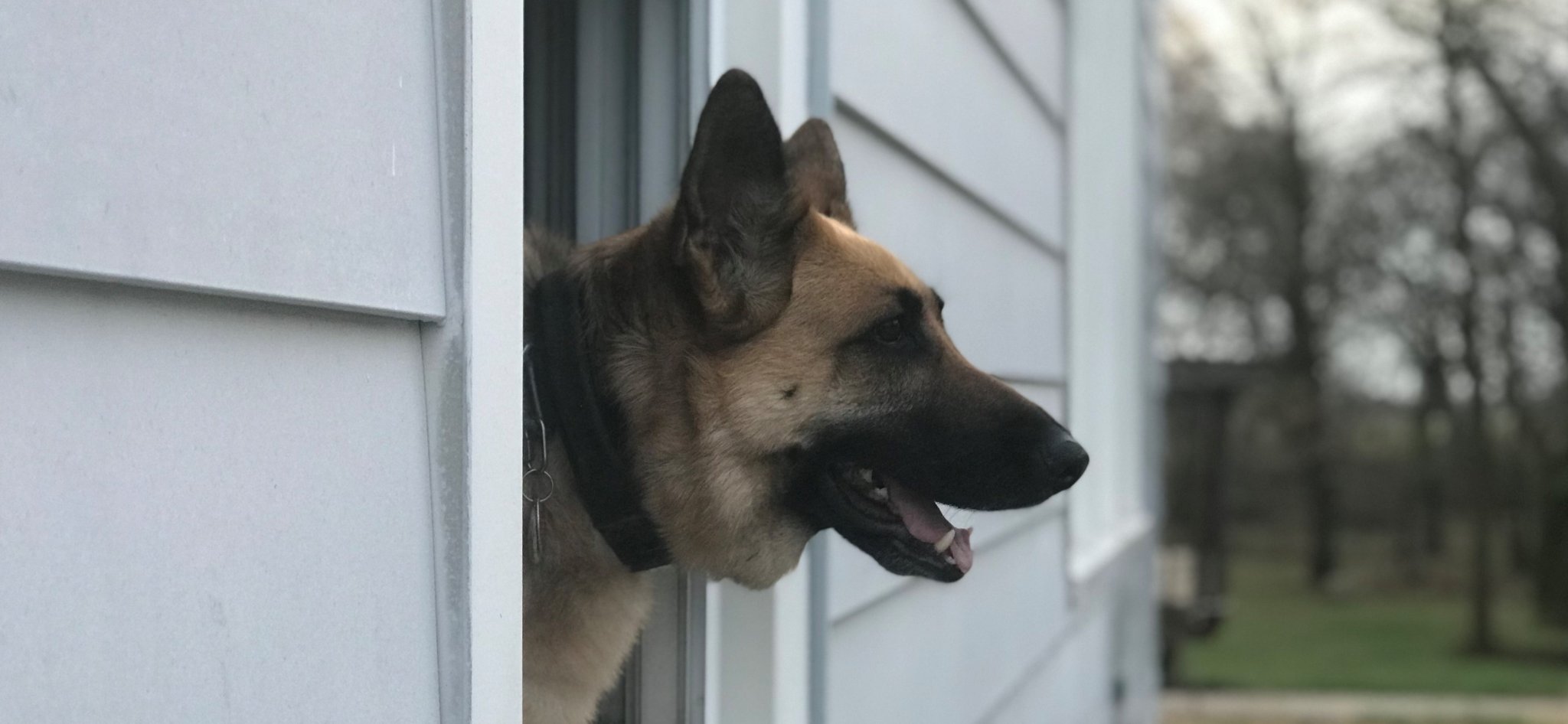 Brandy sticking her head out window. (3).JPG