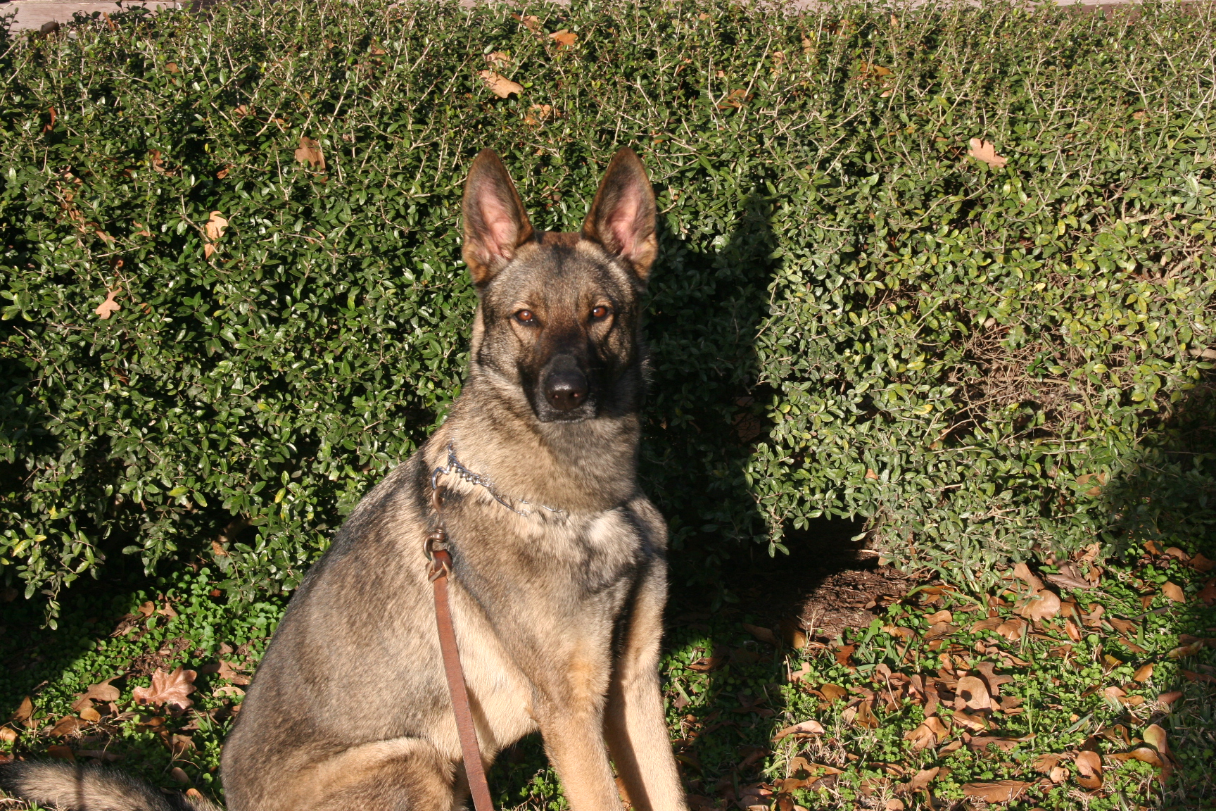Brix_1793.JPG