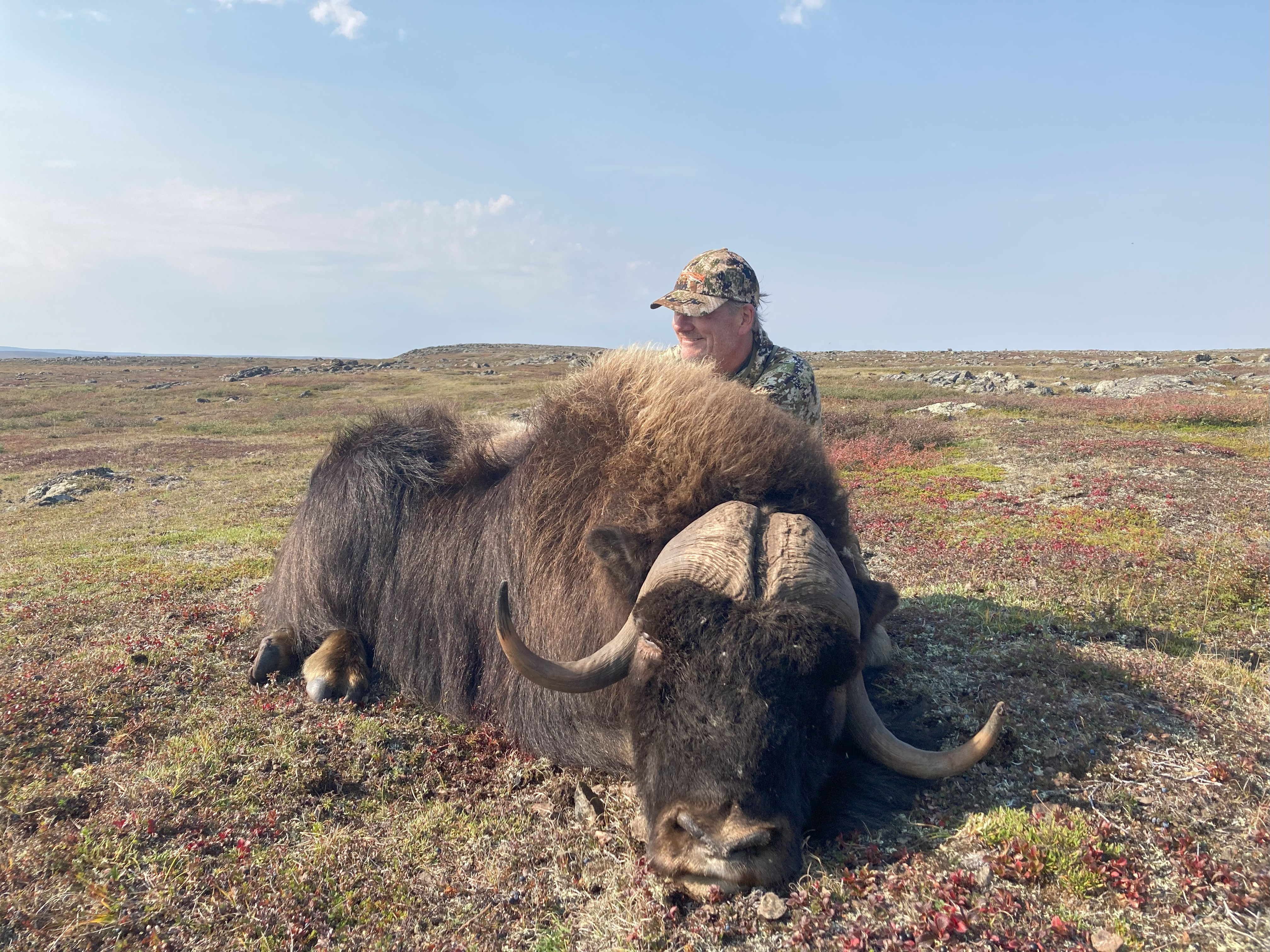 bruce muskox.jpg