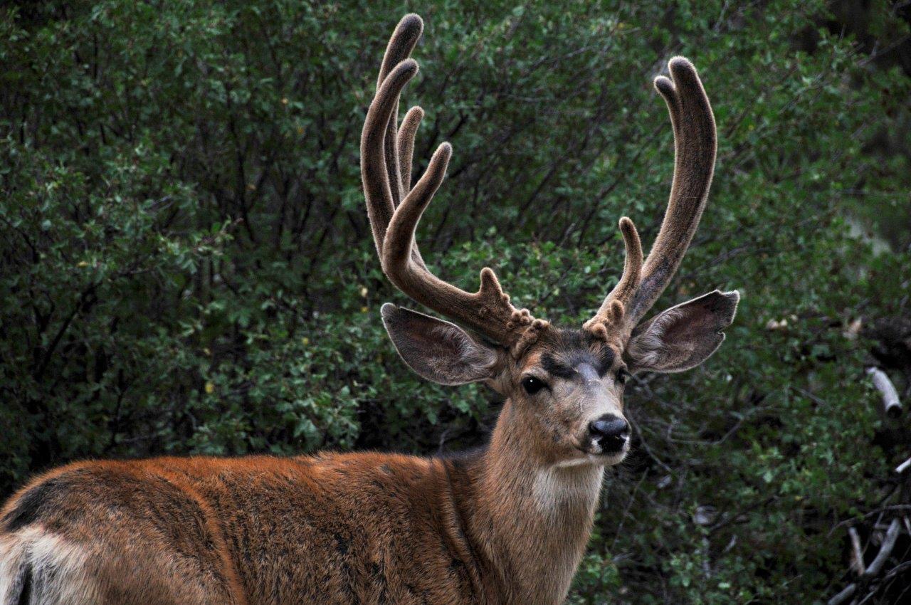 Buck in Velvet - 1.jpg