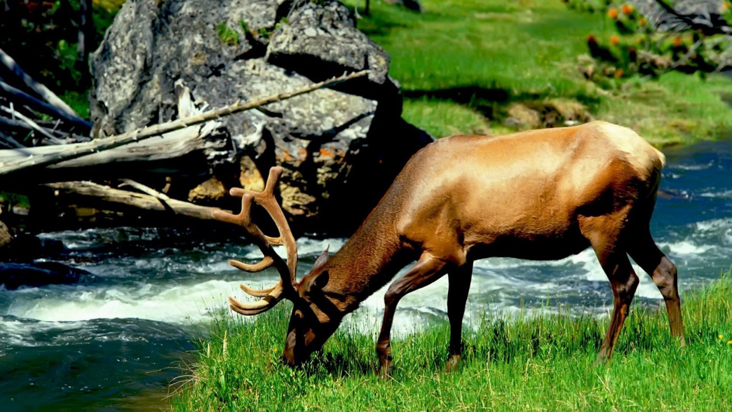 buck.jpeg
