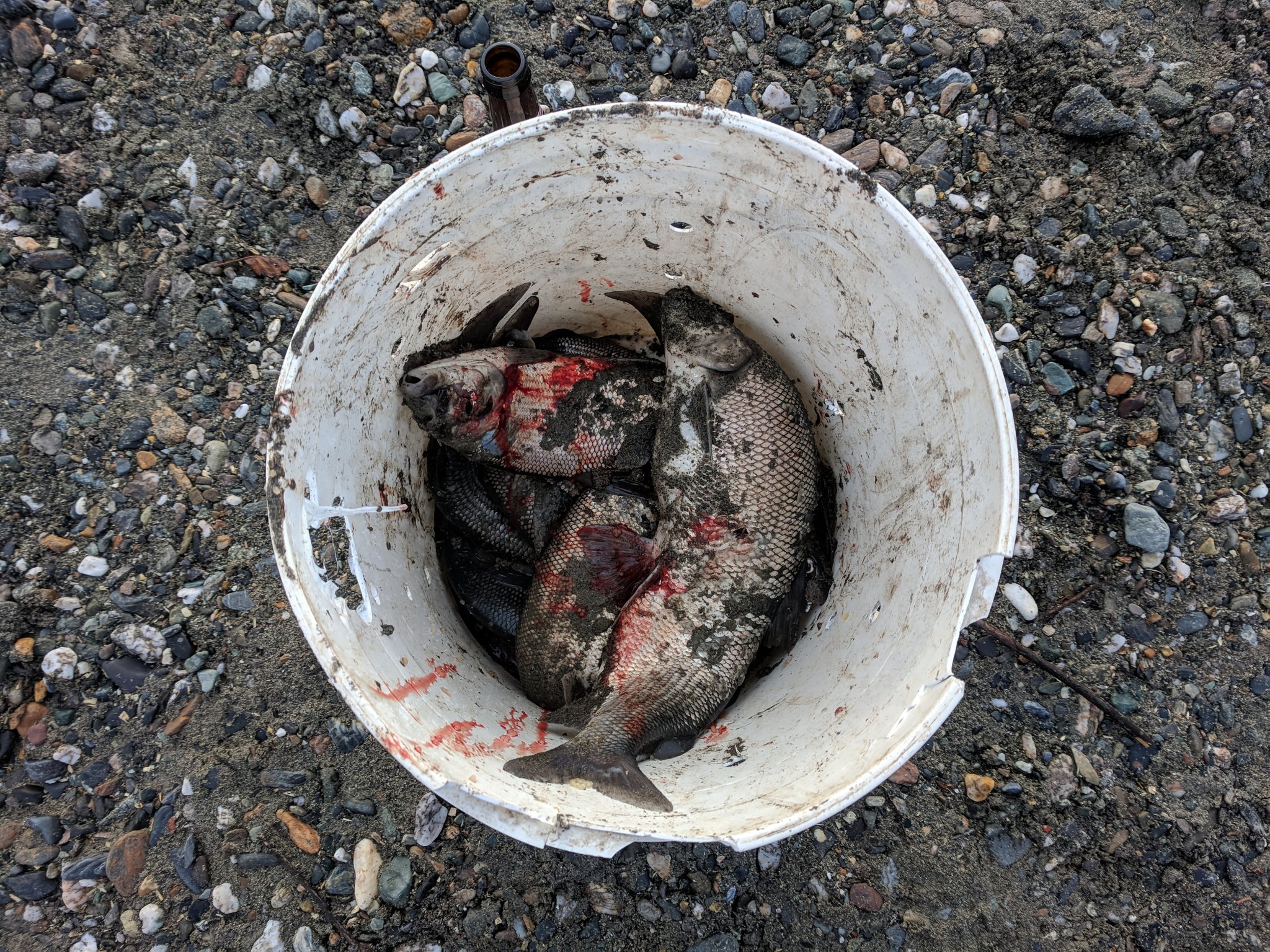 Bucket.jpg