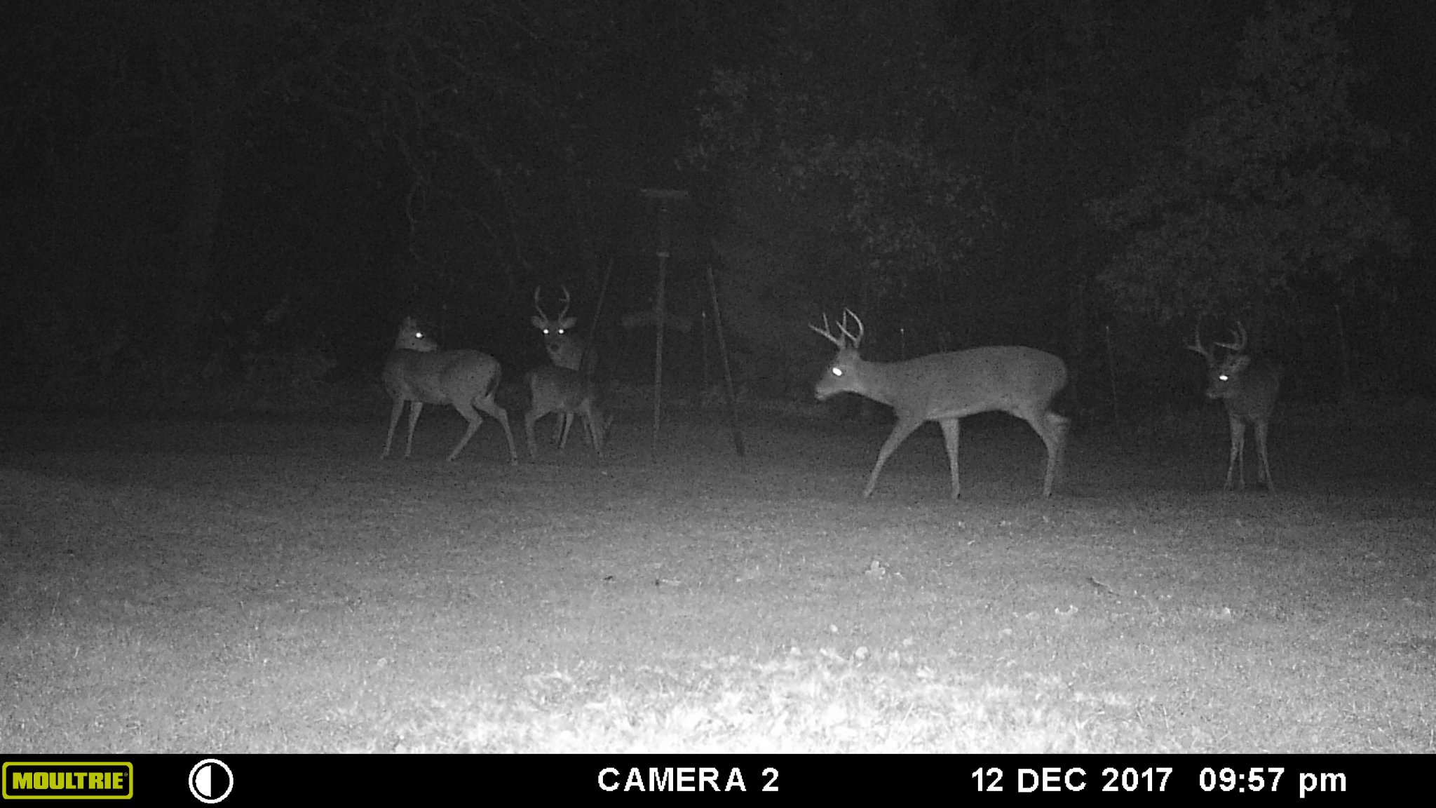 buckparty.JPG
