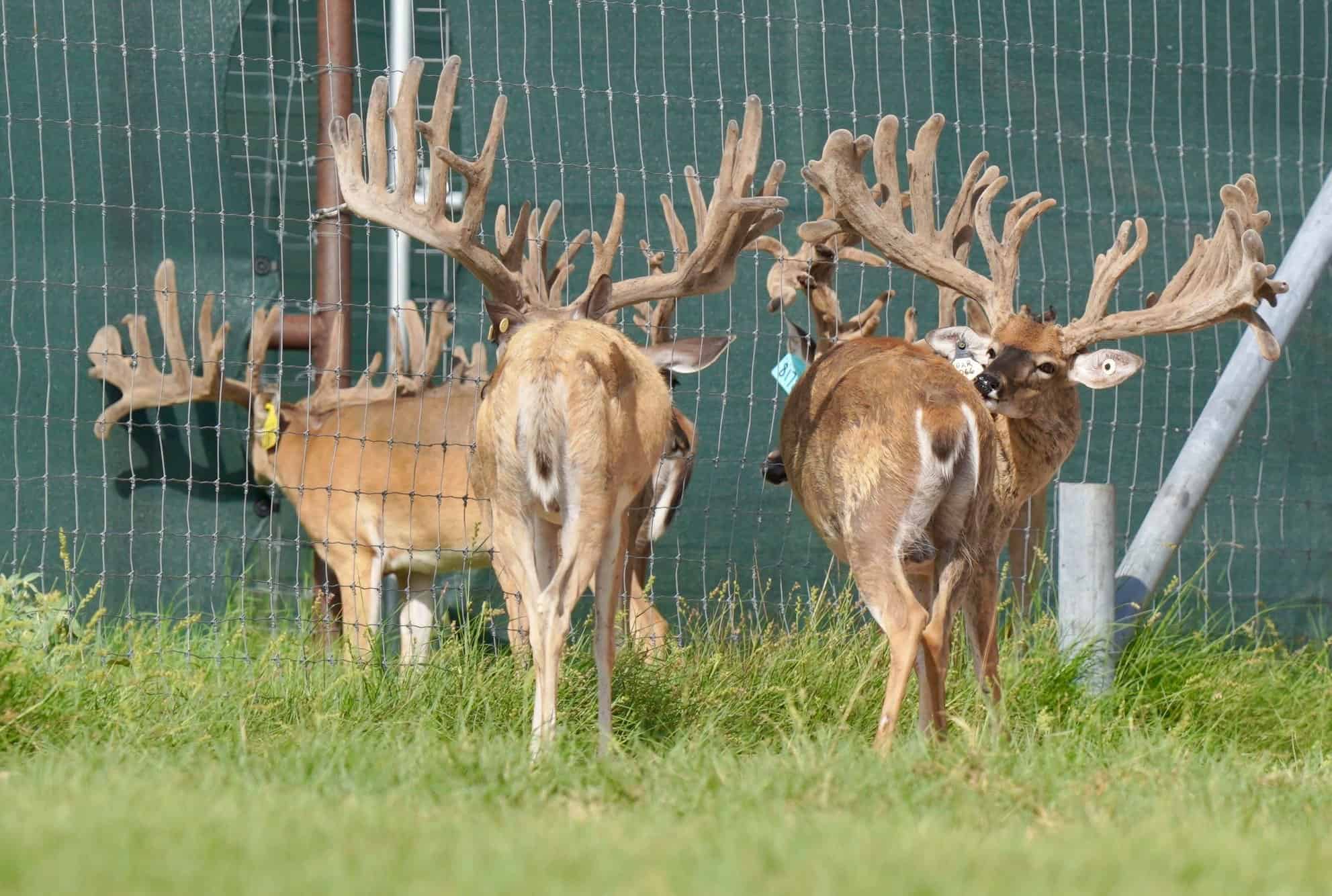 Bucks-pen-4.0.jpg