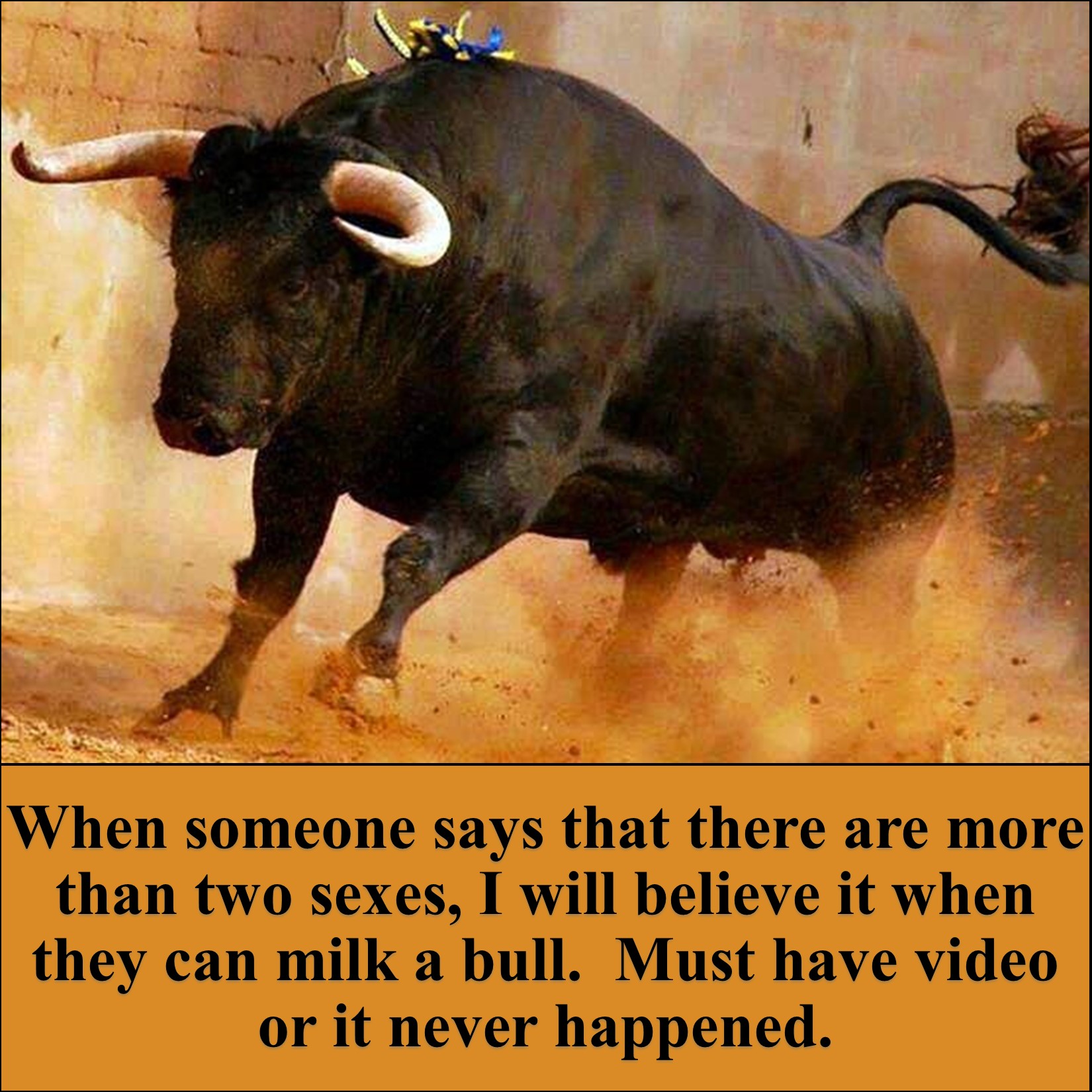 Bull - Copy.jpg