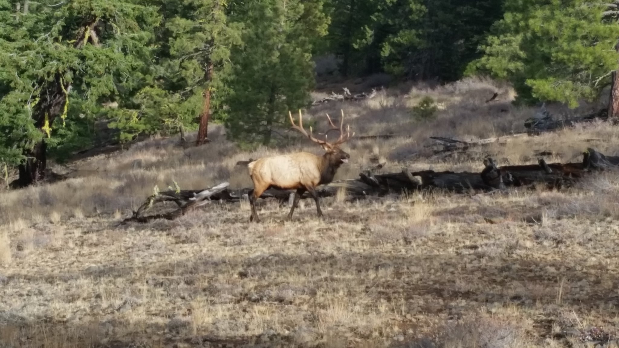 Bull Elk 1.jpg