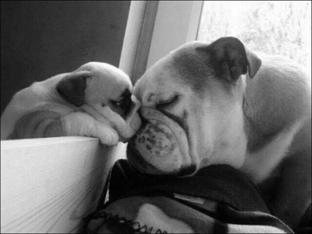 bulldog.jpeg