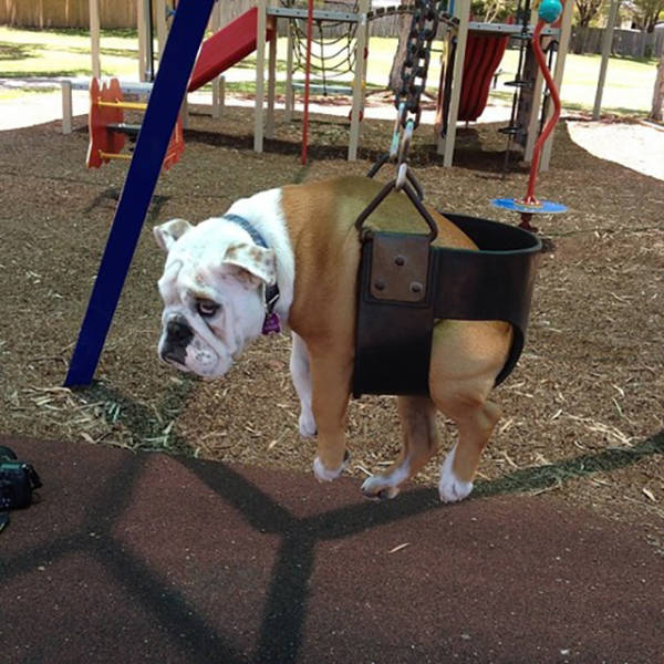 bulldog.jpeg