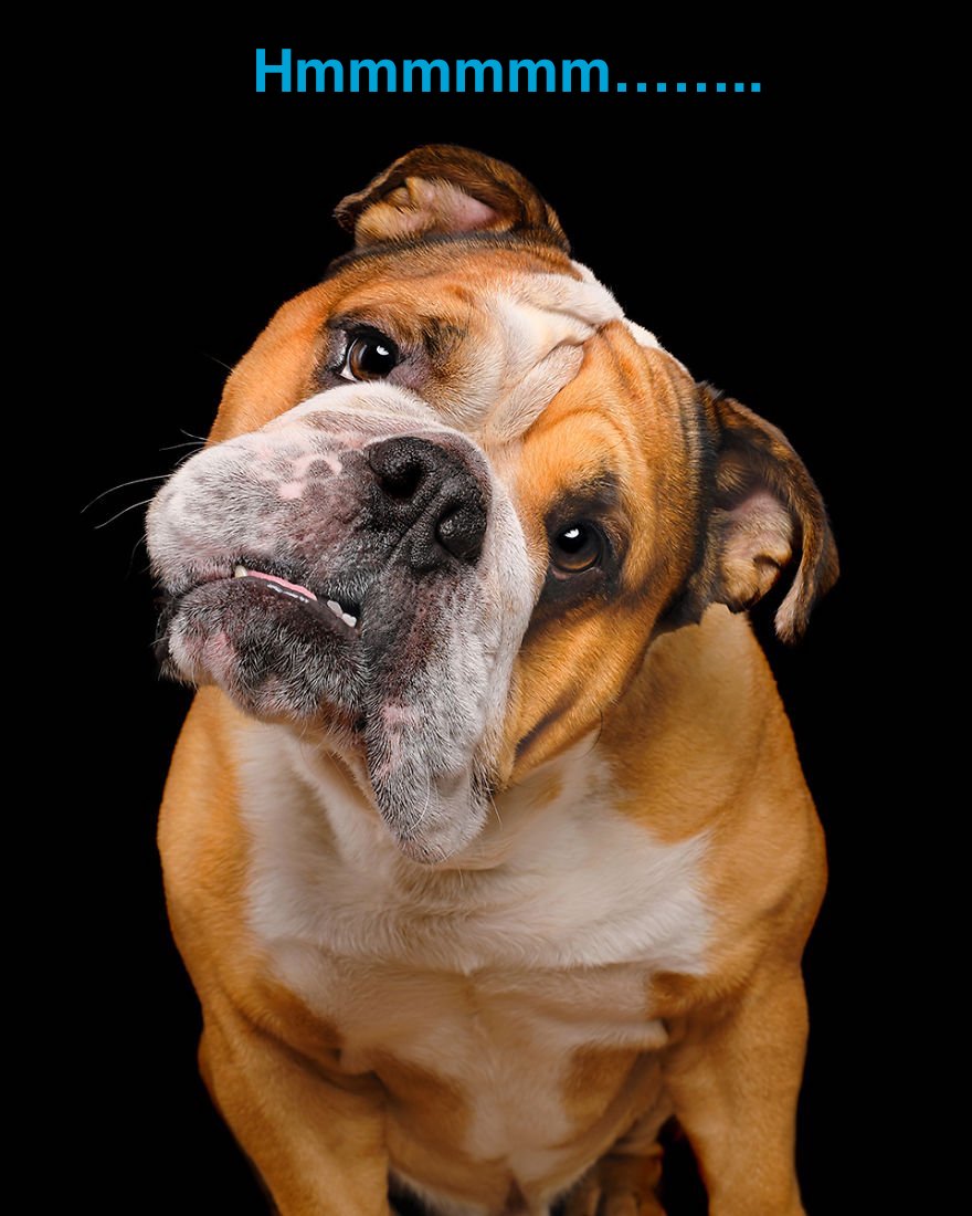 bulldog.jpg