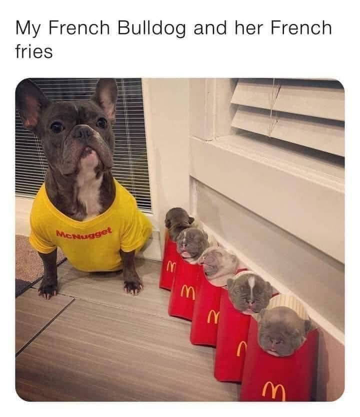 bulldog.jpg