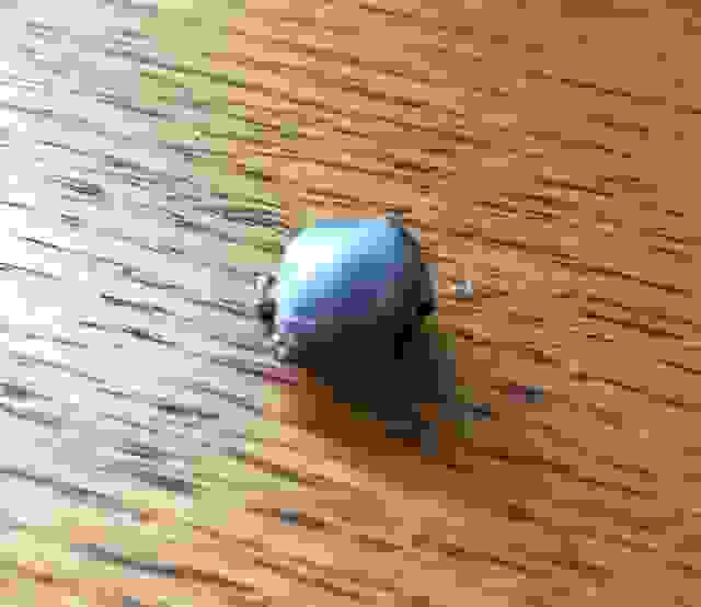 bullet 1.jpg