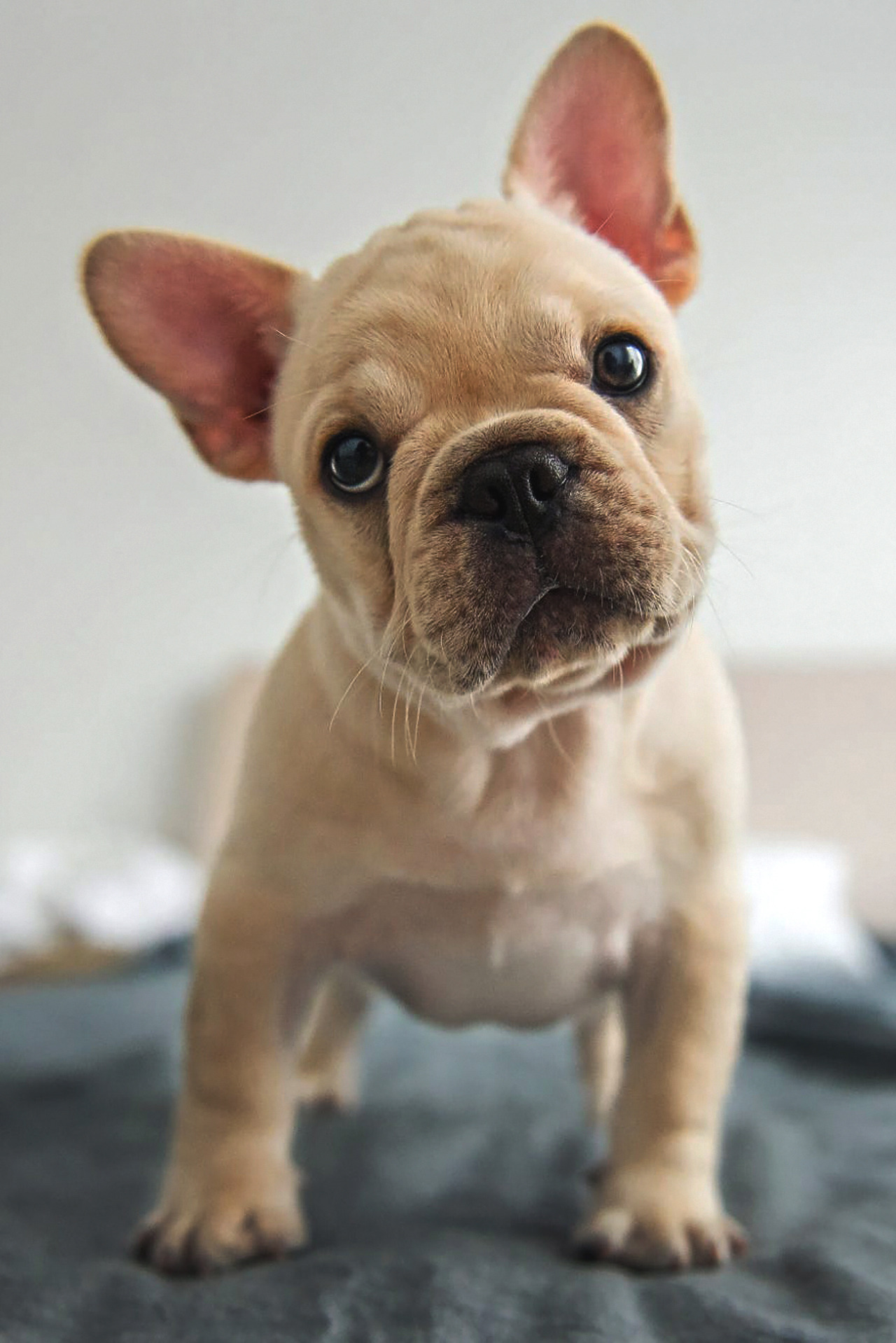 bully pup.jpeg