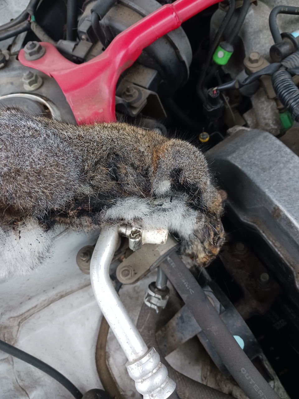 burnt squirrel.jpg