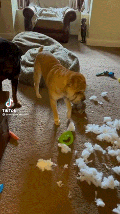 busted_dogs_who_couldnt_hide_their_crimes_02.gif