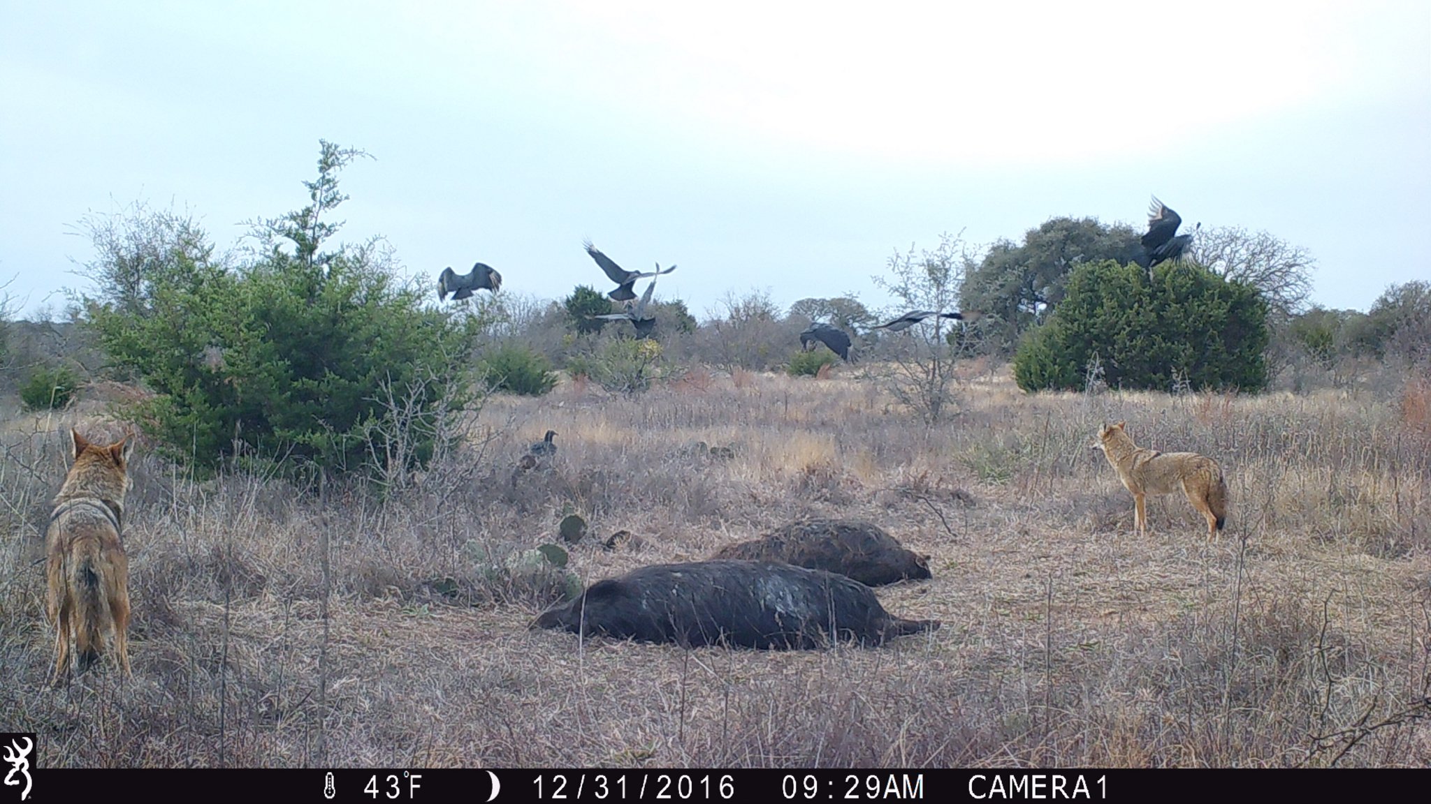 buzzards and coyotes.JPG