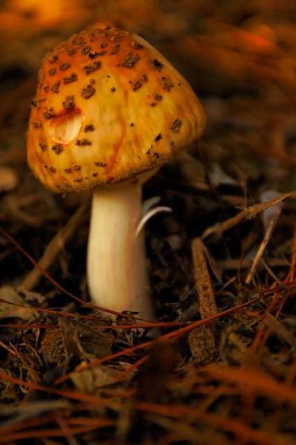 C112E65E-5656-4202-8DC6-721018A08F70.jpeg