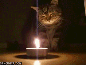C4F92F7D-B6B6-4232-A6FF-600384A95AF4.gif